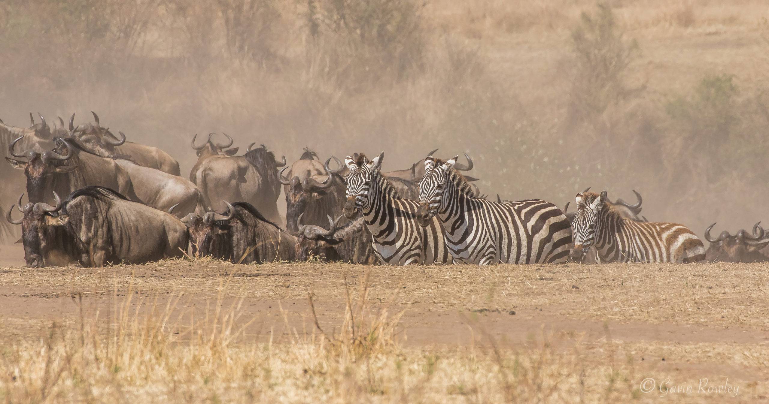 7 Days Serengeti Migration Safari Mara River Crossing