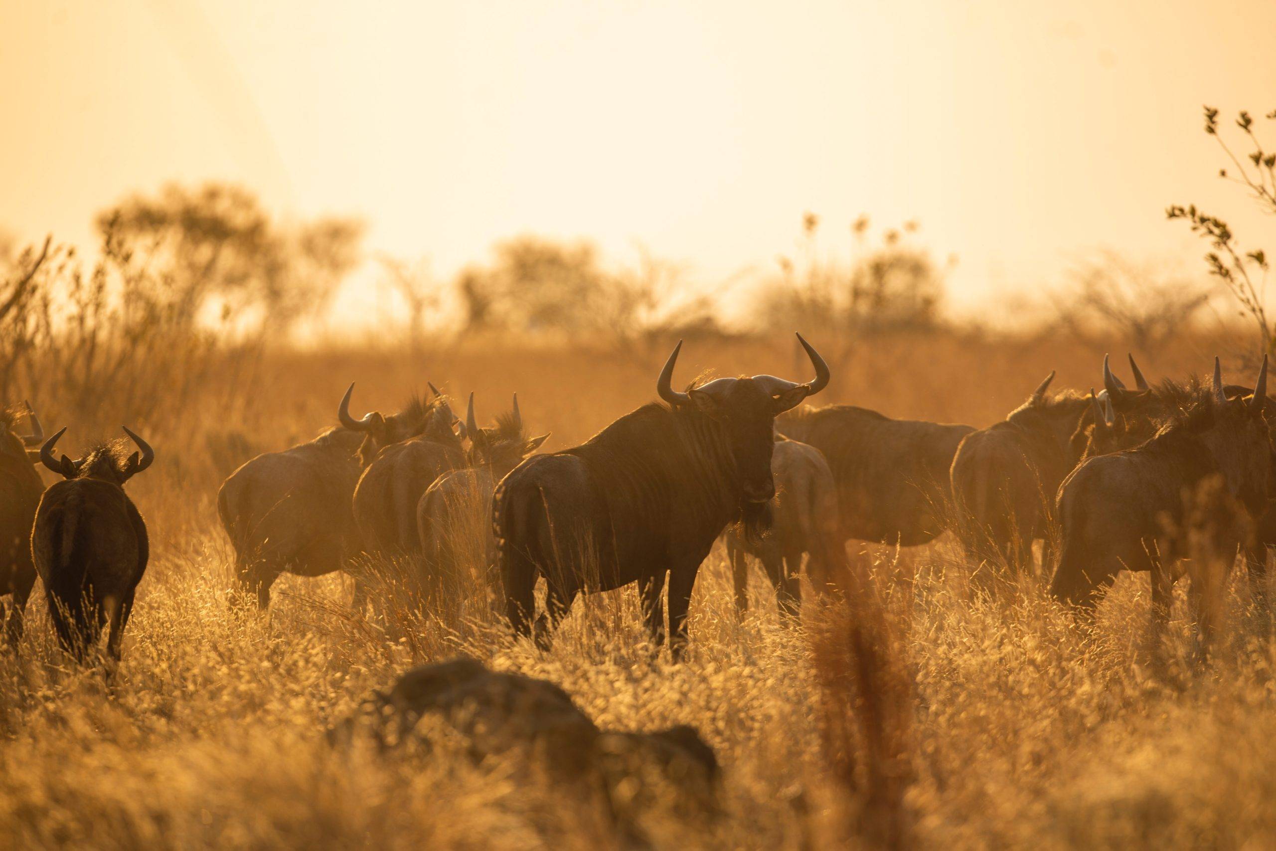 9 Tage Tansania Safari Und Sansibar Beach Mittelklasse Safari