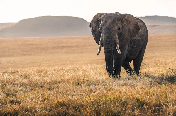 Elephant walking across the grass plains