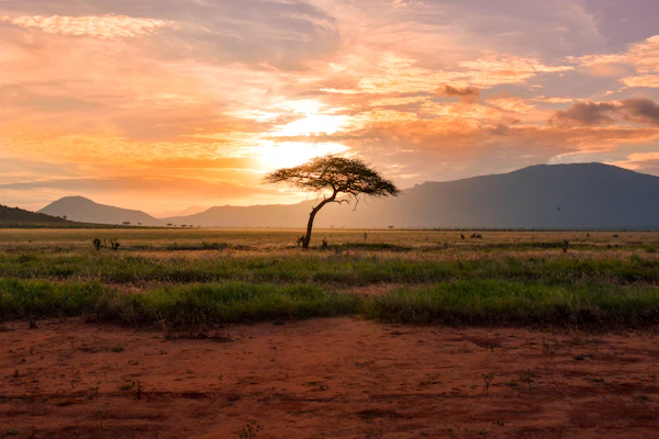 Lone acacia on the Serengeti plains at sunset
