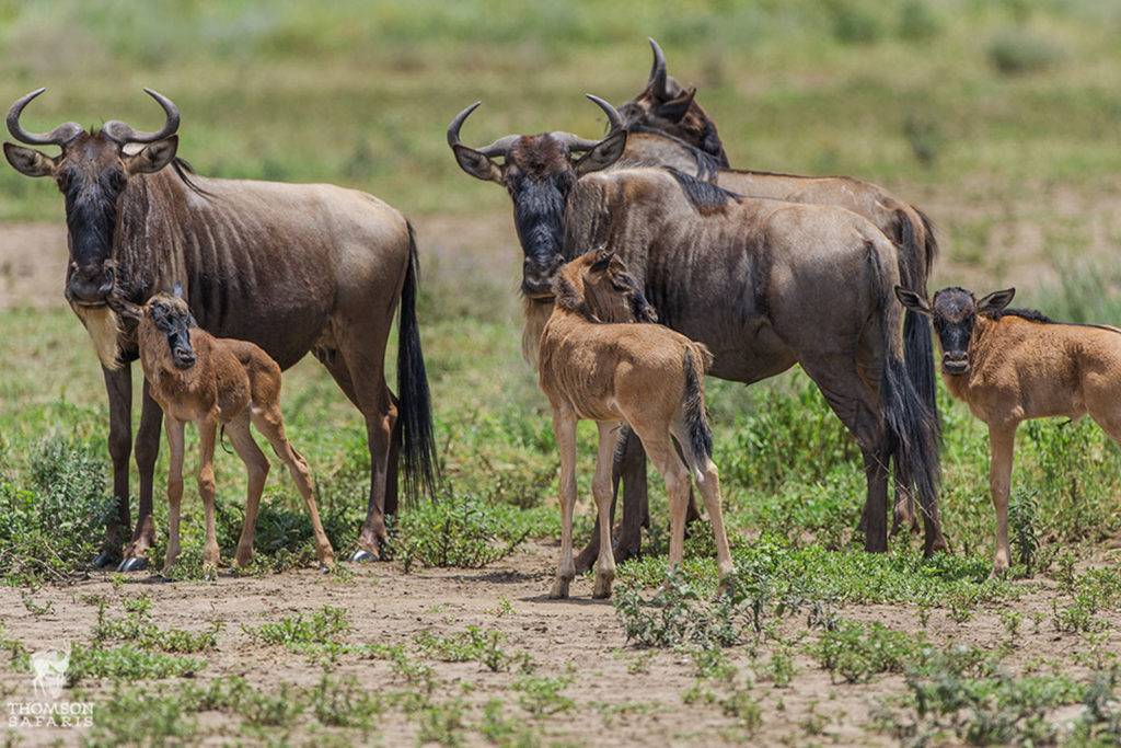 Serengeti Calving Season Safari | Wildebeest Migration in Tanzania | What to see during game drives