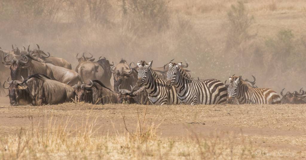 7 days Serengeti Migration safari