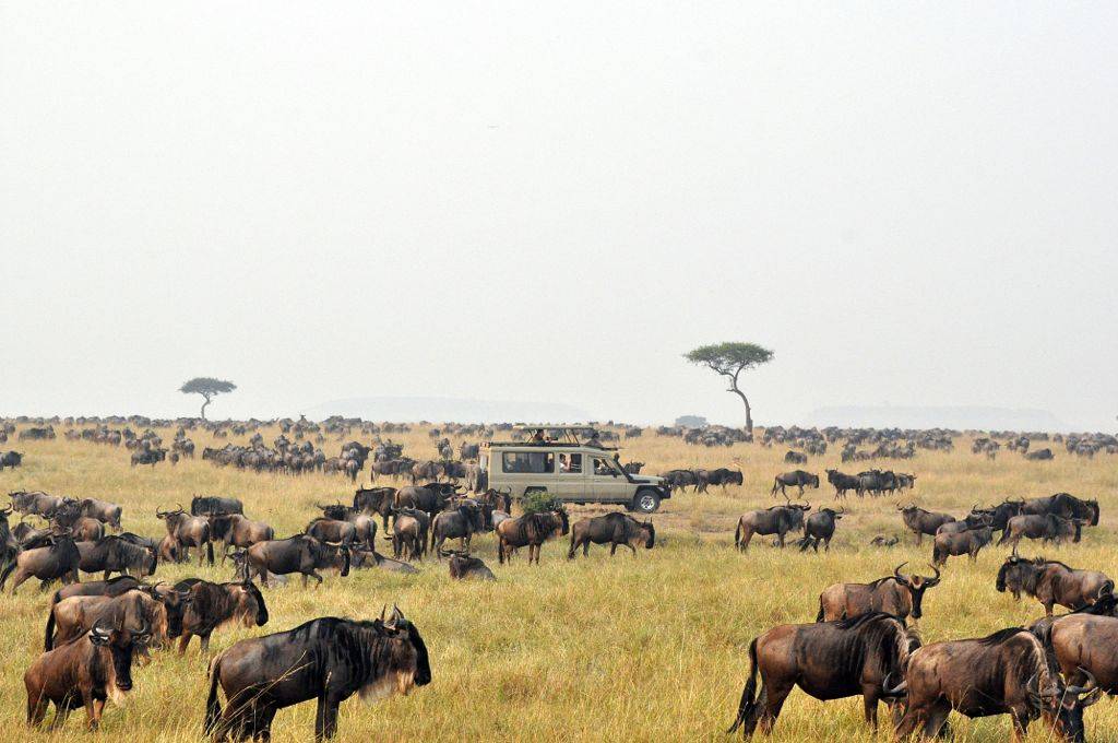 7 days Serengeti North Migration safari