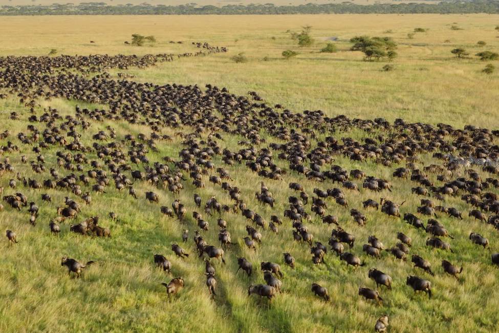 7 days western corridor wildebeest migration safari