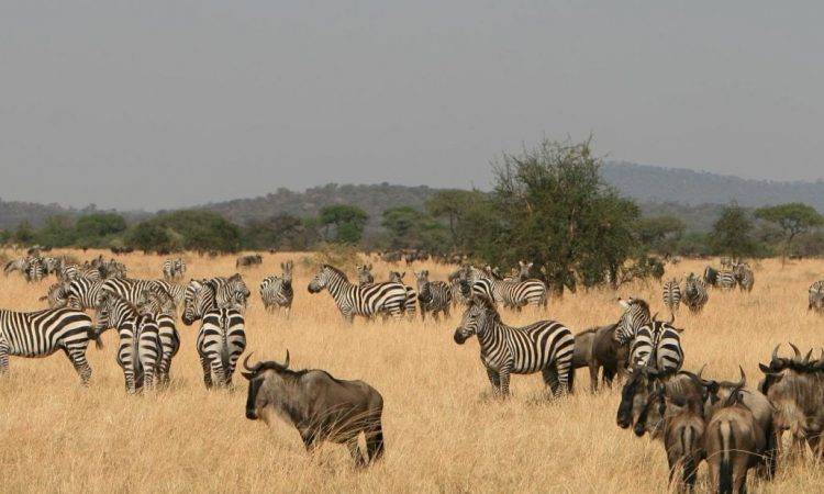 serengeti fly-in safari
