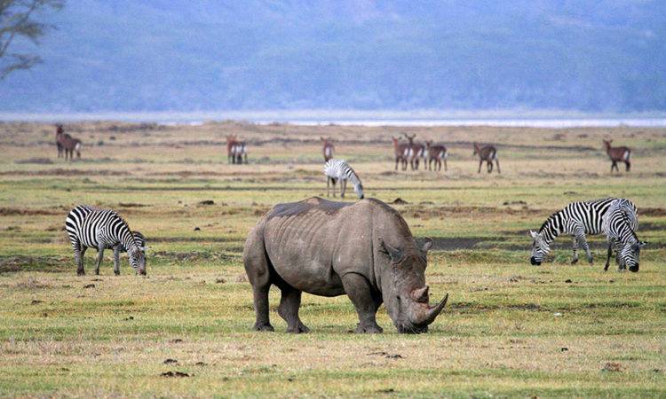 4 Days Serengeti and Ngorongoro