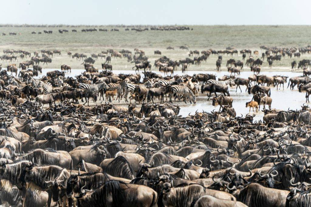 6 Days serengeti migration Safari
