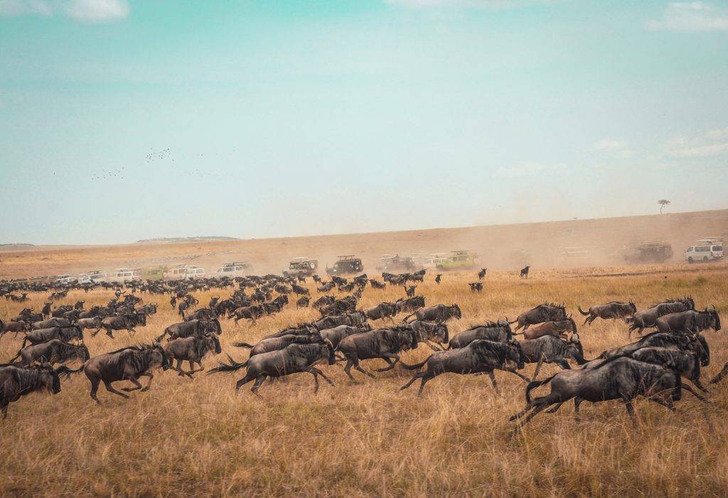 Serengeti in July