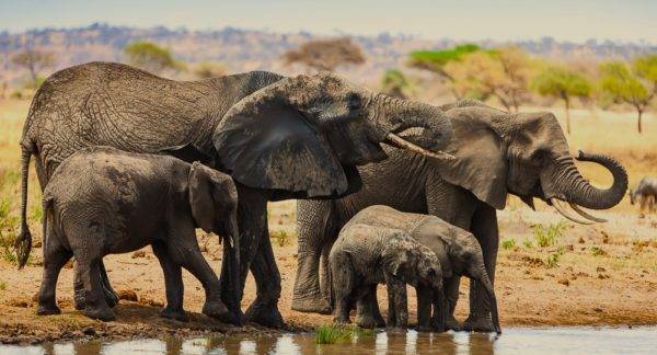 tanzania in june