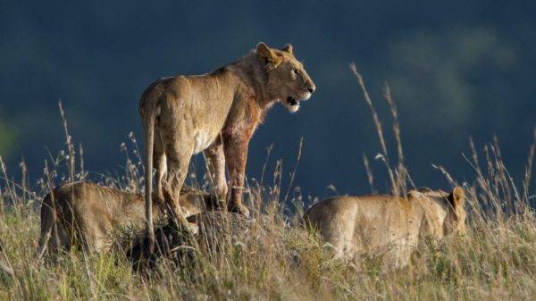 tanzania wildlife safari in june