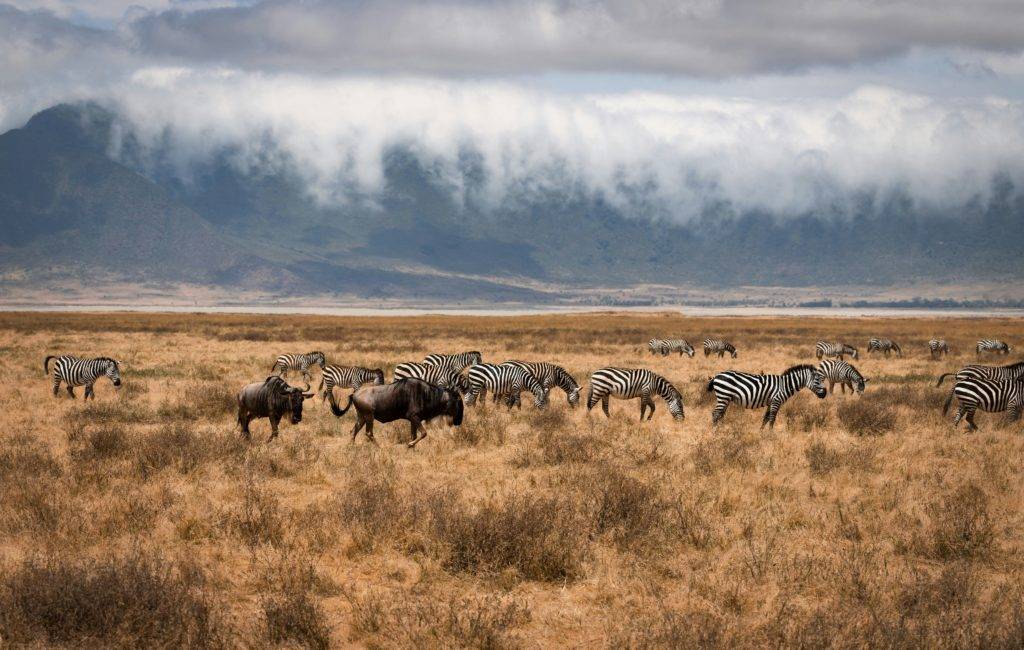 Ngorongoro crater tanzania