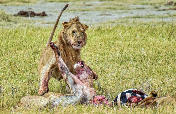 Tanzania's famous national parks
