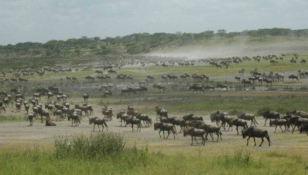 best time to visit serengeti