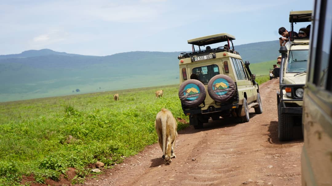 game drive ngorongoro crater