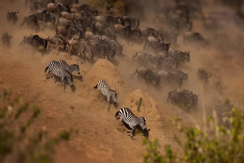 great migration in serengeti