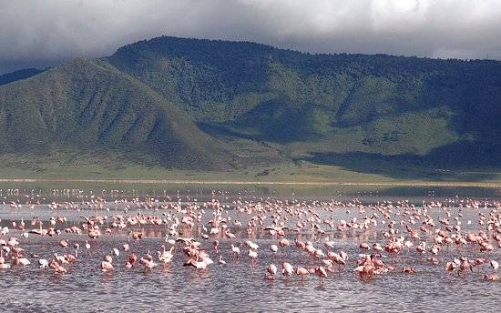 lake-manyara-flamingos