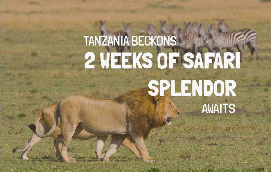 how much does a 2 week African safari cost | 2 week tanzania itinerary | 2 Week Tanzania itinerary cost