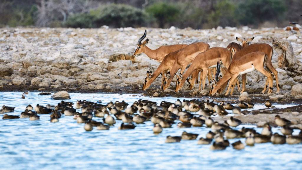4 days tanzania safari | Gazelle drinking water