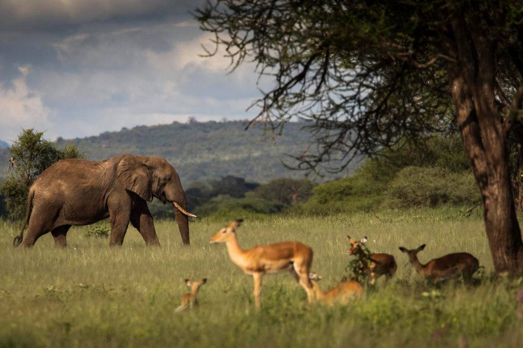 4 days tanzania mid-range safari