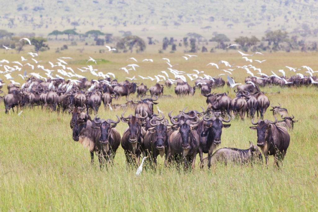 best time for wildebeest migration