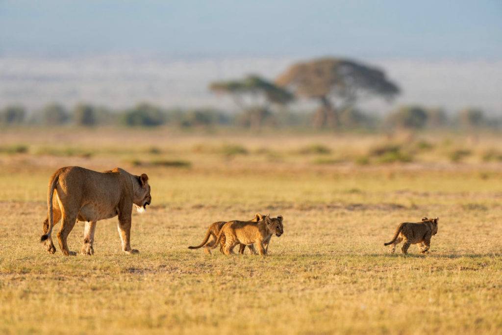 Best African Safaris for Seniors