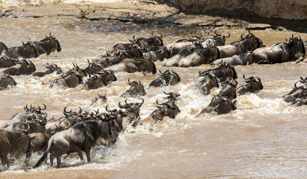 when is the great migration in Serengeti