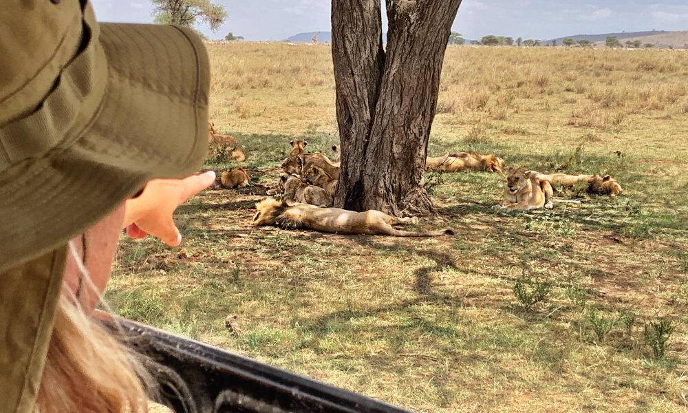 Person pointing at resting lions | Tanzania family safari of 4