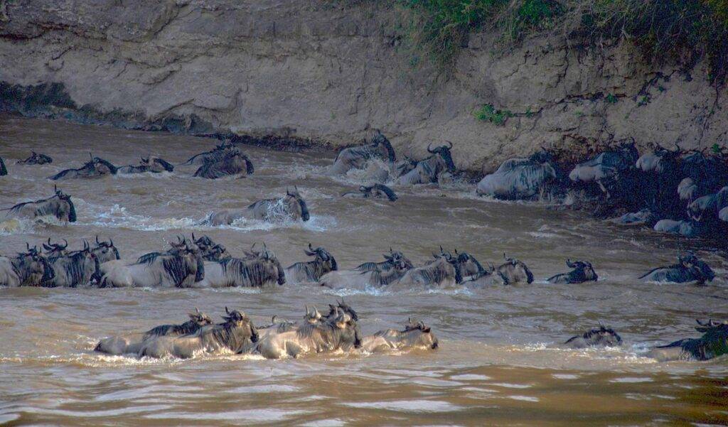 Wildebeest crossing the Mara River during the Great Migration on a 5 Day Kenya and Tanzania Safari