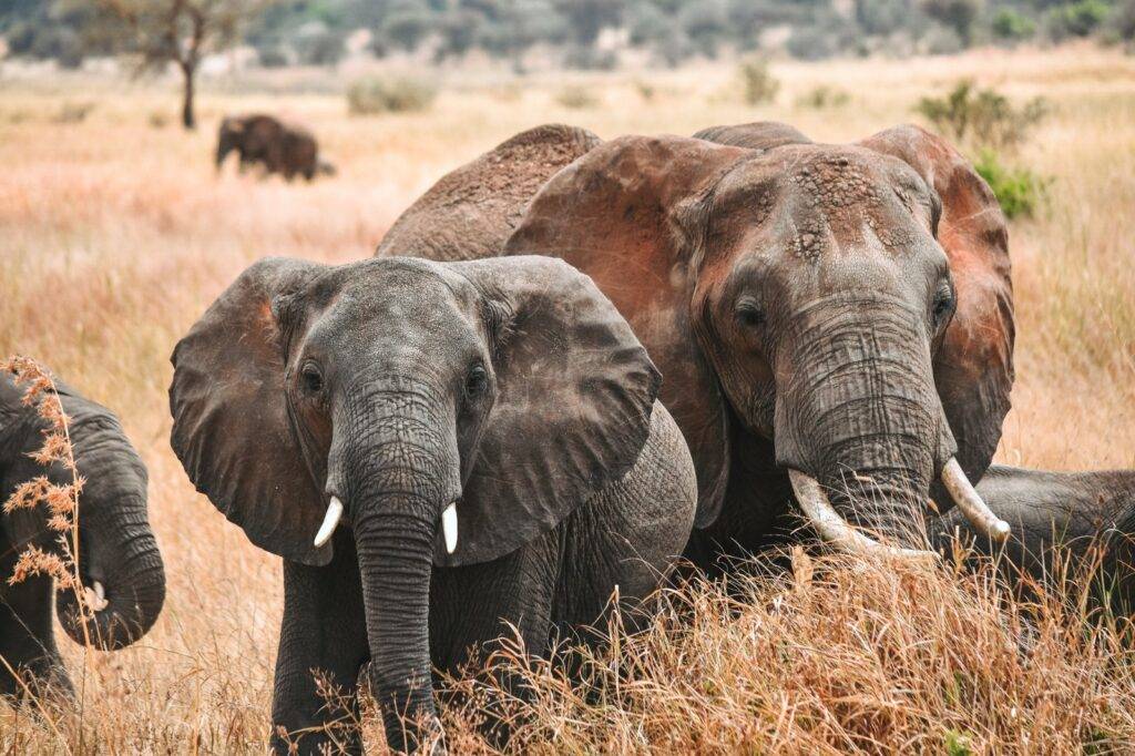 4 day Tanzania safari for a family of 4 – elephants in Serengeti