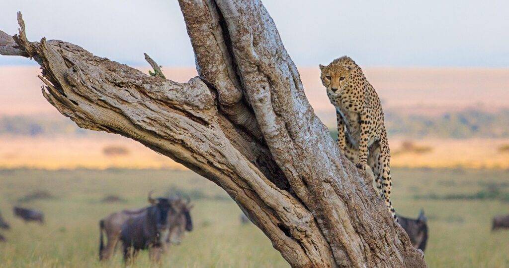 Cheetah on a tree during a 6 day Kenya and Tanzania safari in Serengeti ecosystem