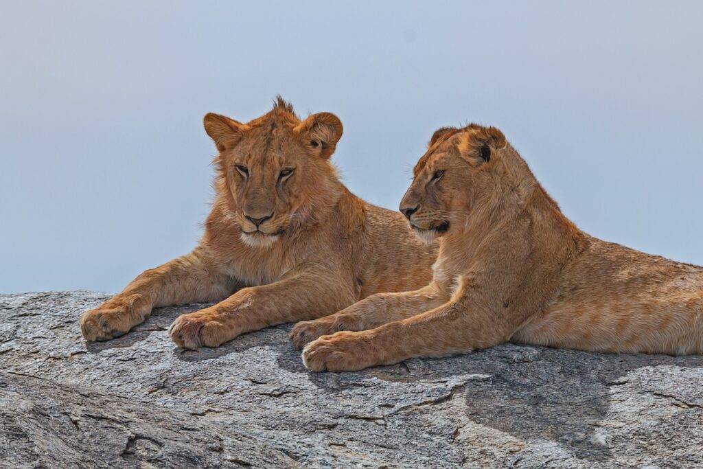Lion cubs resting in Serengeti during a Tanzania family safari for a family of 4