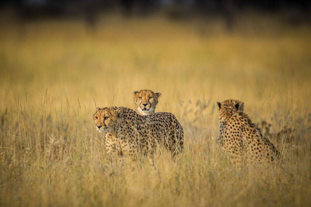7 Day Tanzania Safari