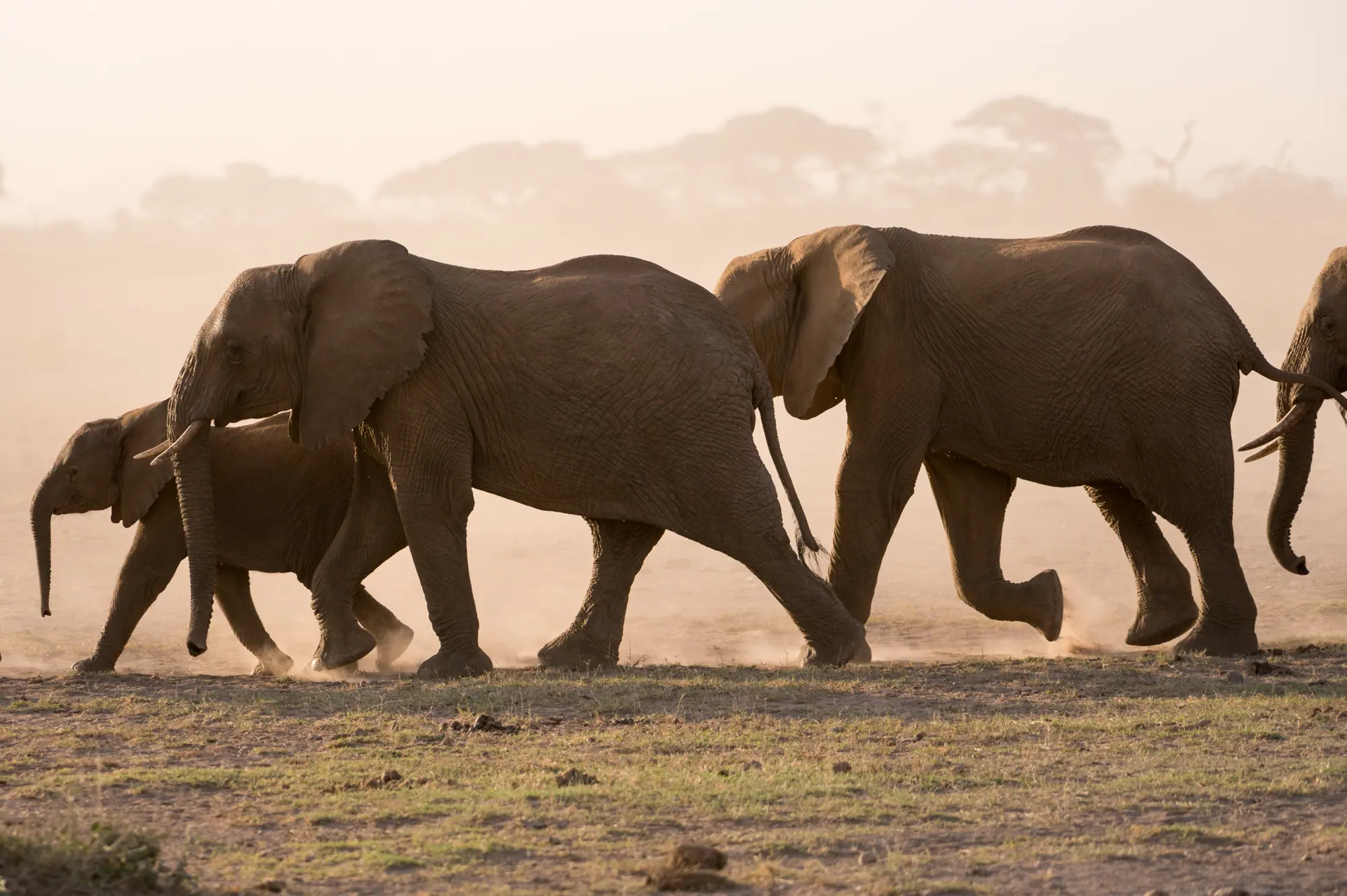 African elephants loxodonta africana amboseli