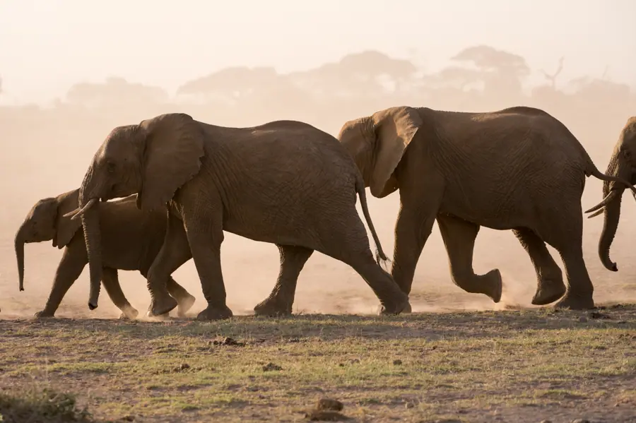 African elephants loxodonta africana amboseli — Day 1 of the 7-Day Kenya Masai Mara Great Migration Safari