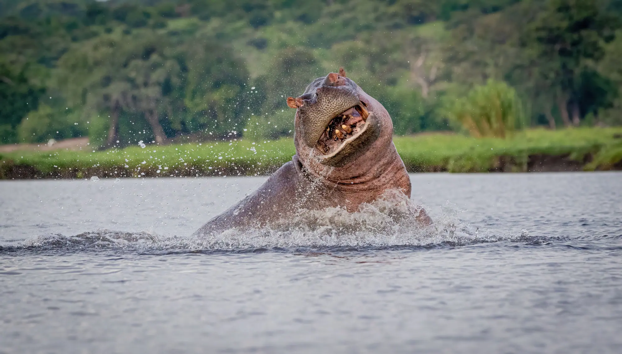 Boat safaris in Nyerere