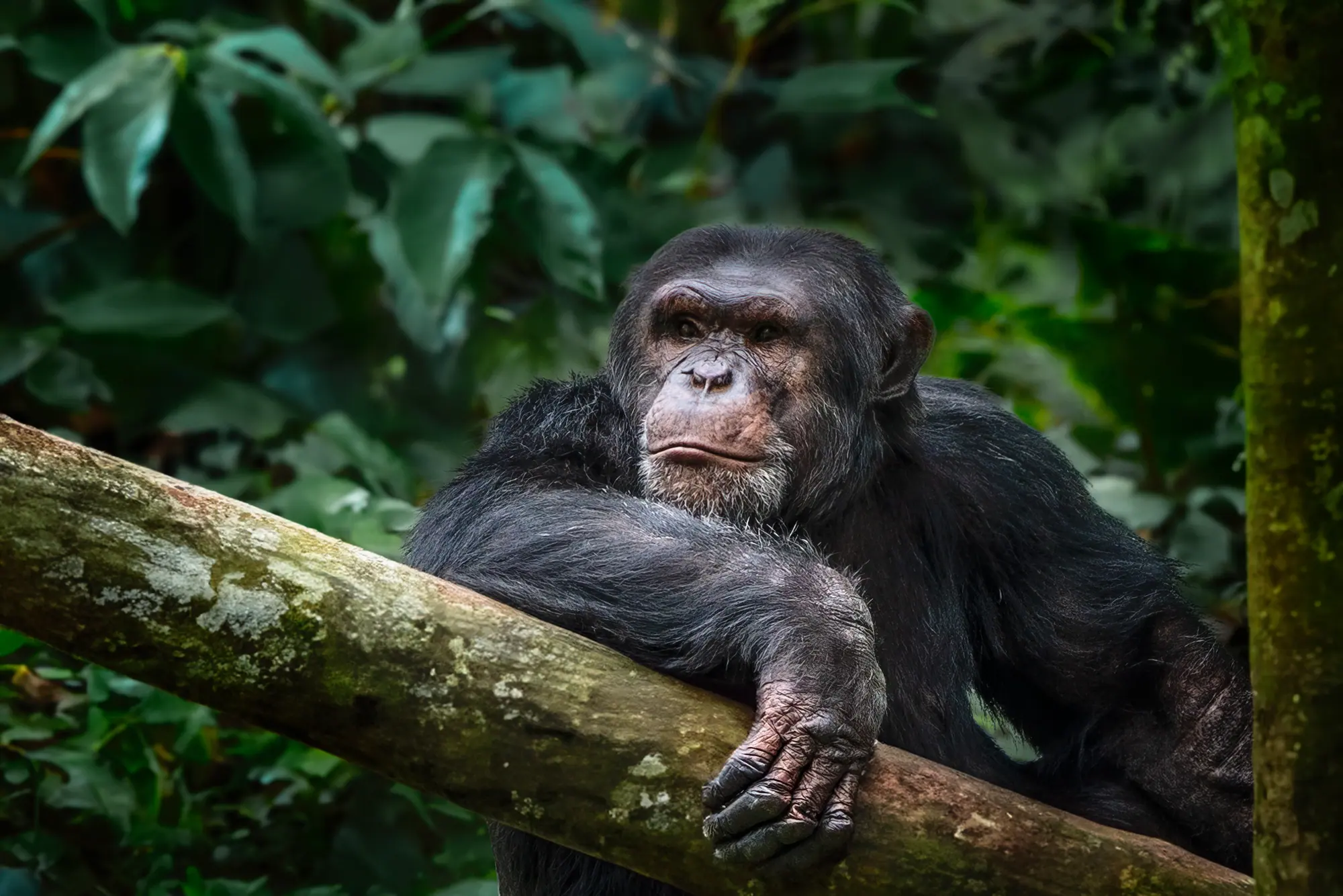 Chimpanzee trekking in Gombe
