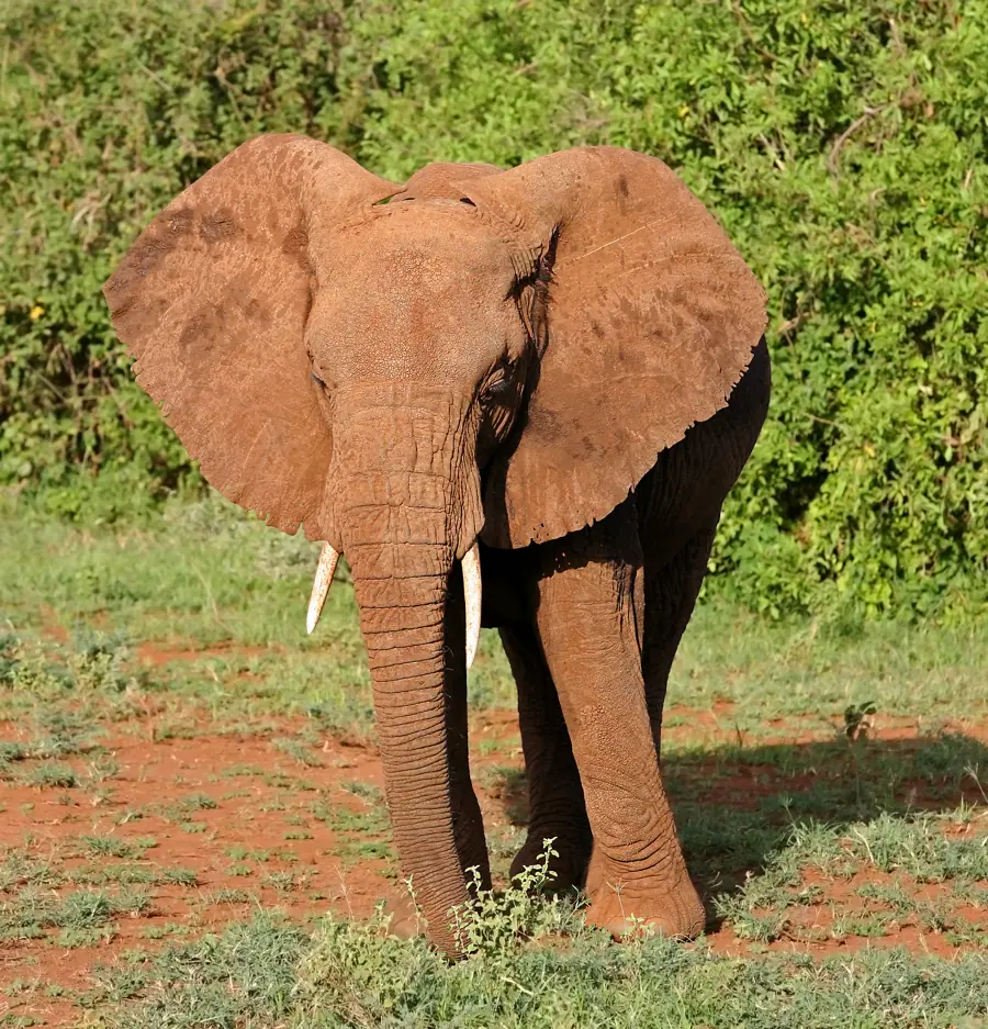 African elephant in lake manyara national park