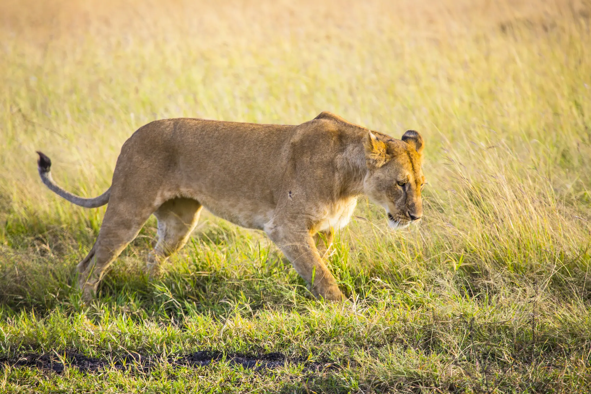 A lioness walking in the masai mara