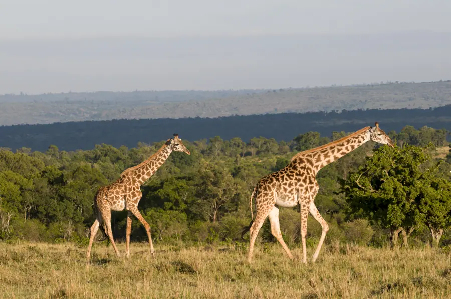 Masai giraffe giraffa camelopardalis masai