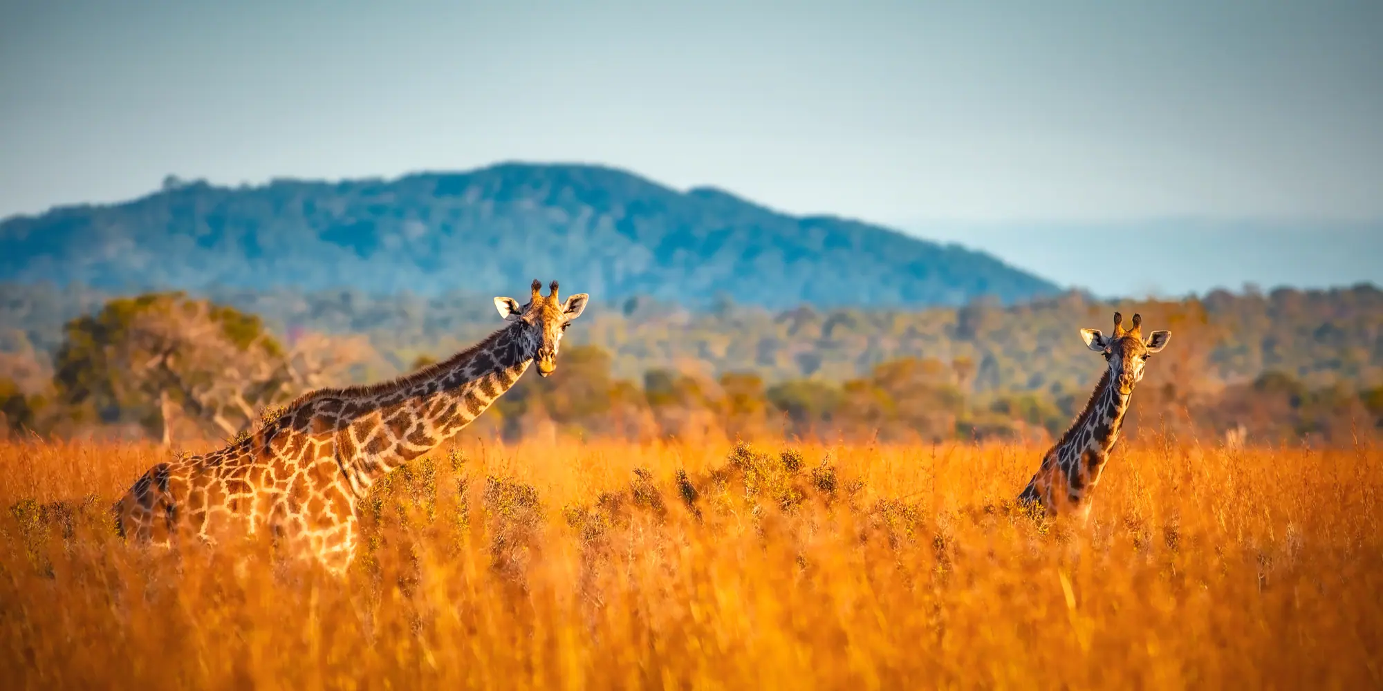 Two giraffes standing in a grassy
