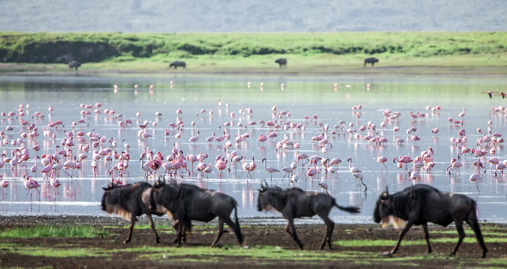 Ngorongoro Crater