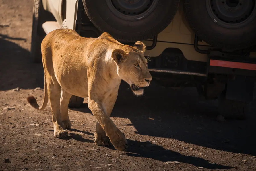 Lioness walking near safari jeep in ngorongoro