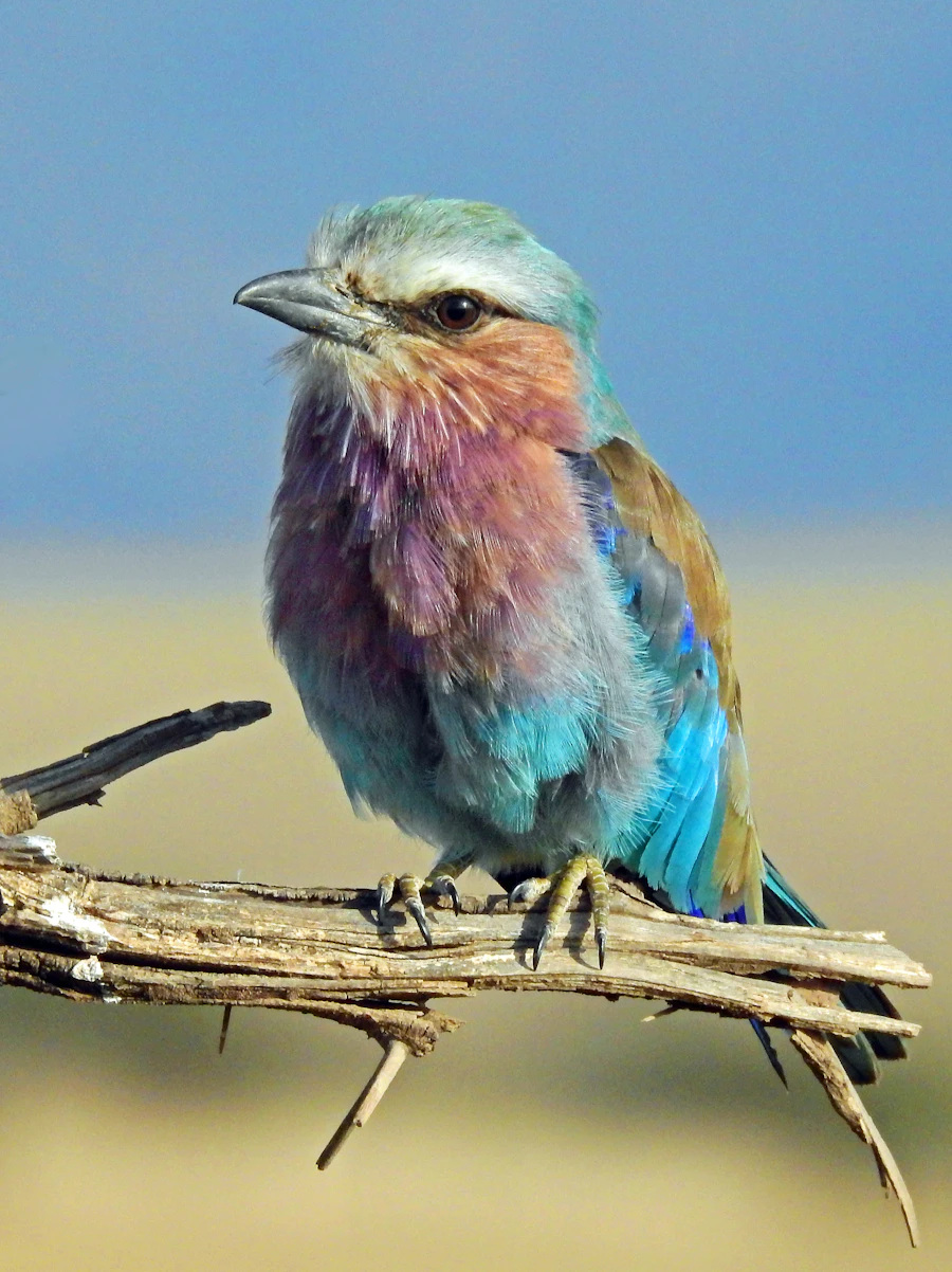 Birdwatching in Ruaha
