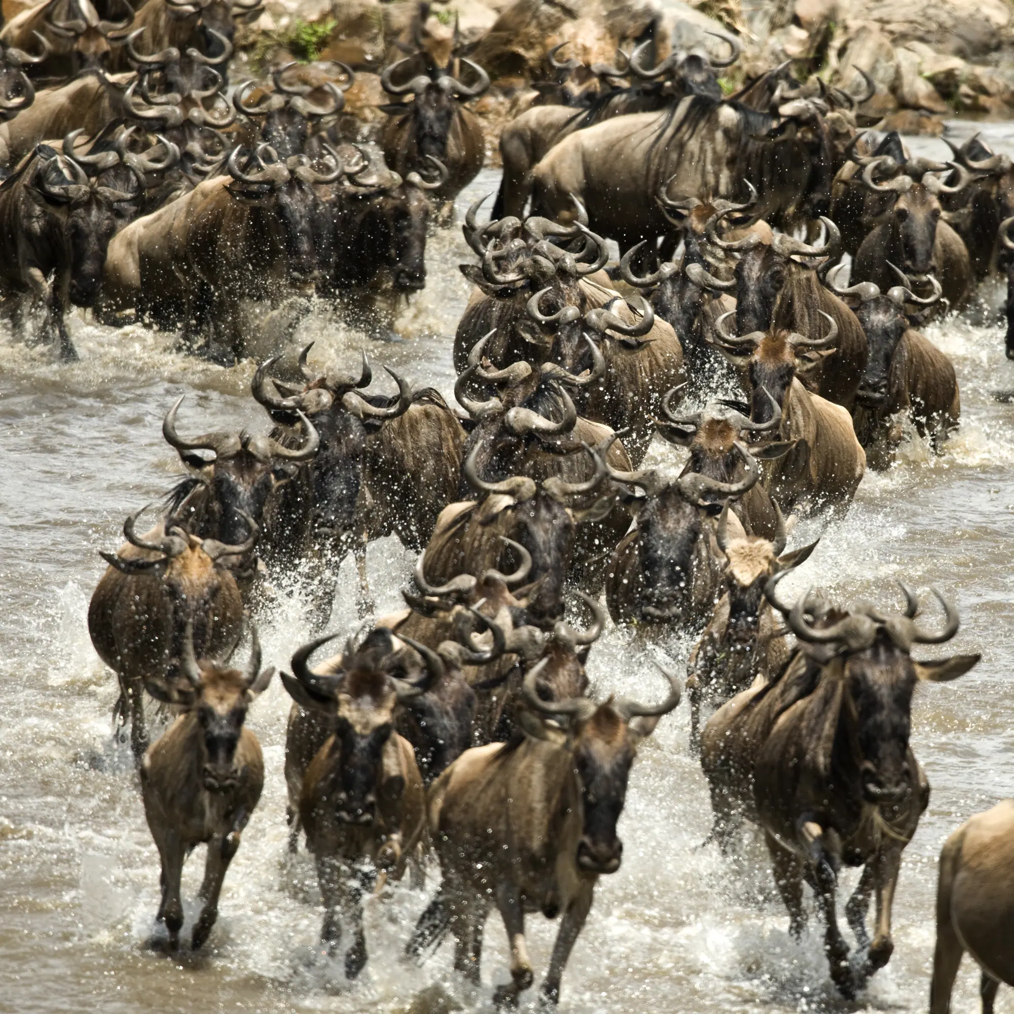 Serengeti National Park Serengeti National Park