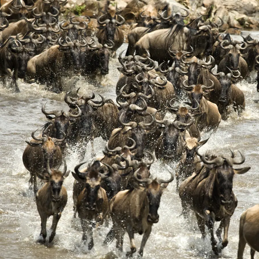 Wildebeest running in river in the serengeti — Day 2 of the 6-Day Tanzania Wildebeest Migration Safari