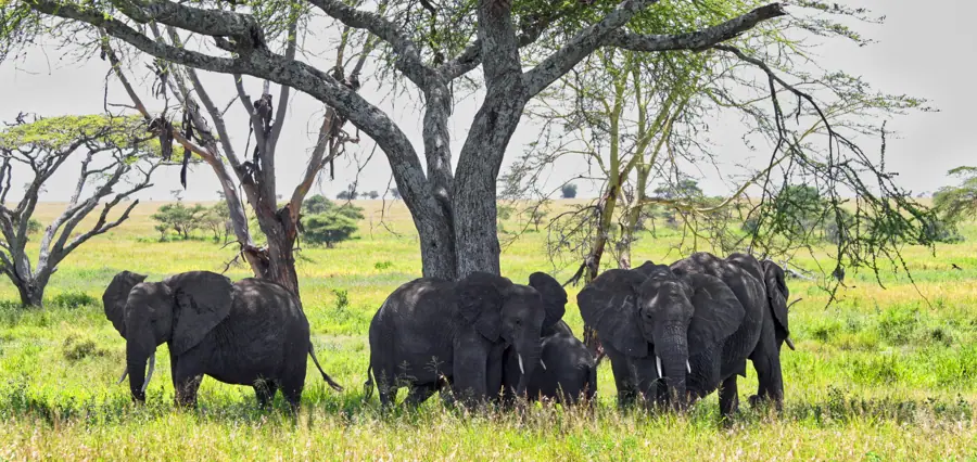 Wildebeest herds of the Great Migration in the Serengeti