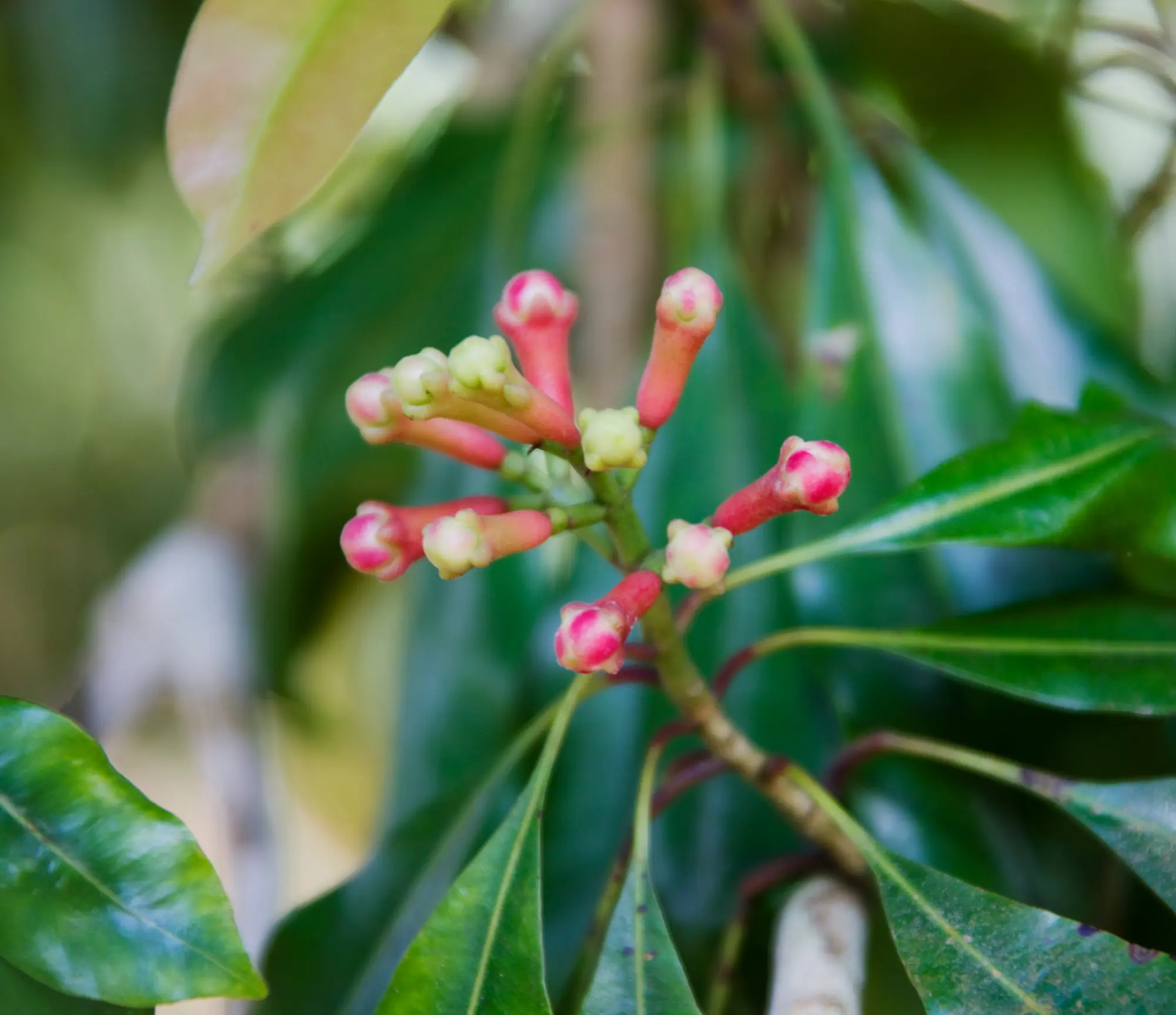 Spice farm tour in Zanzibar