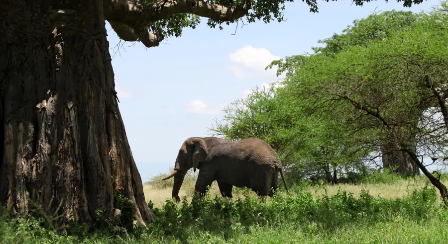 Elephant in Tarangire National Park
