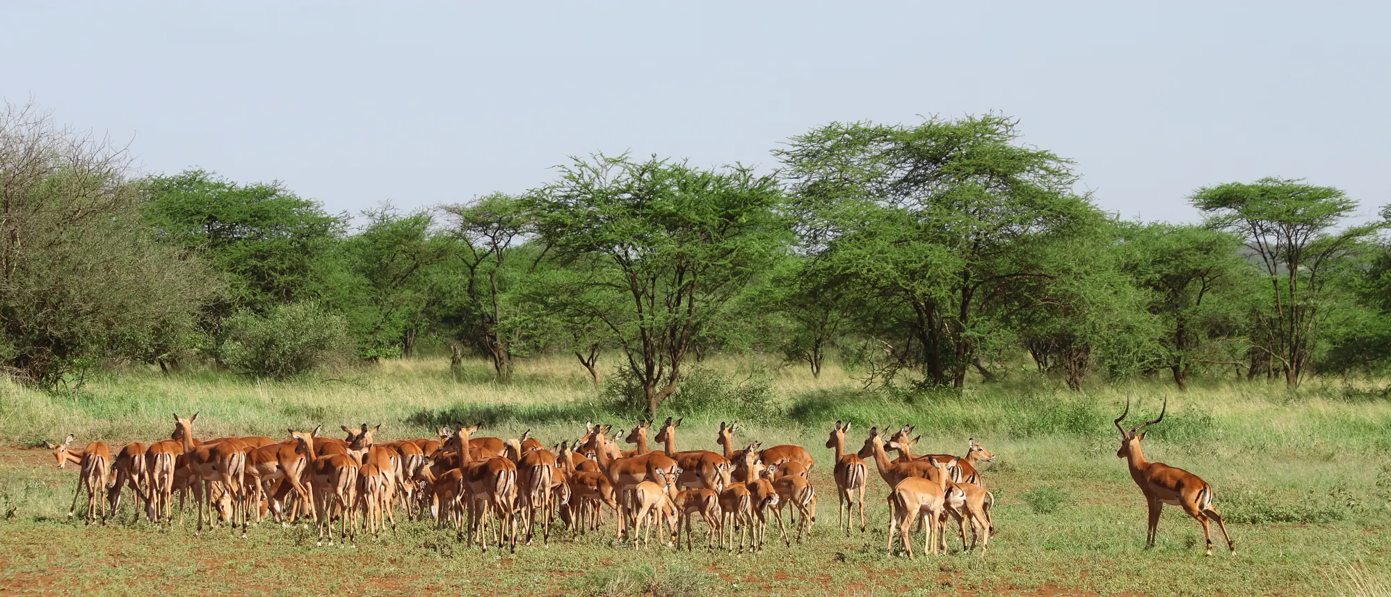 Tarangire National Park