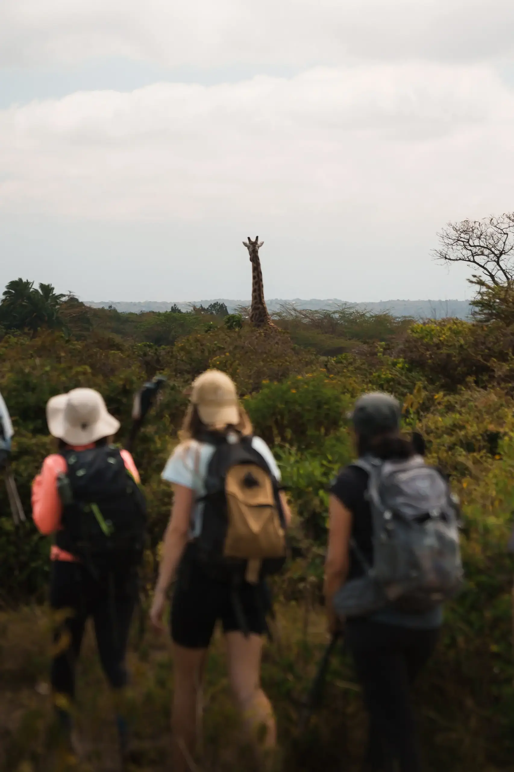 Walking safari in Arusha